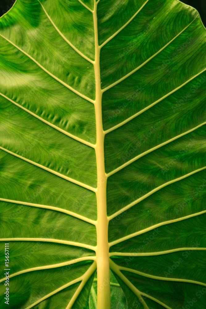 Alocasia Alocasia