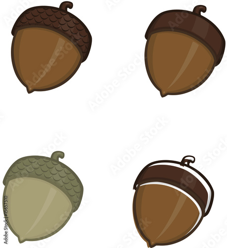 Acorn