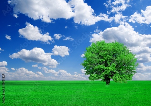 magnificent green tree in a fields