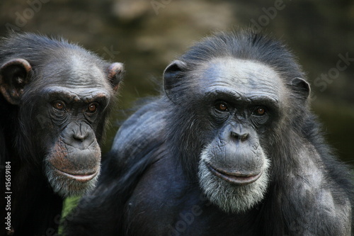 schimpansen © www.tierfilmer.info
