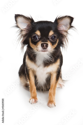 Chihuahua dog on white background