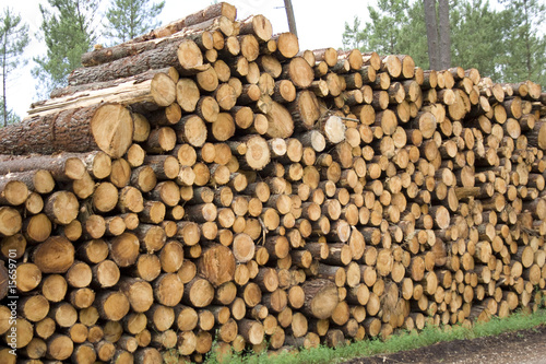 Maderas landes