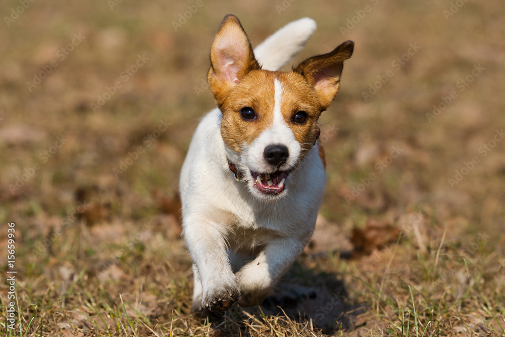 Jack Russell running to camera