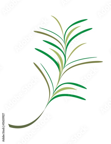 Fresh rosemary illustration on white background