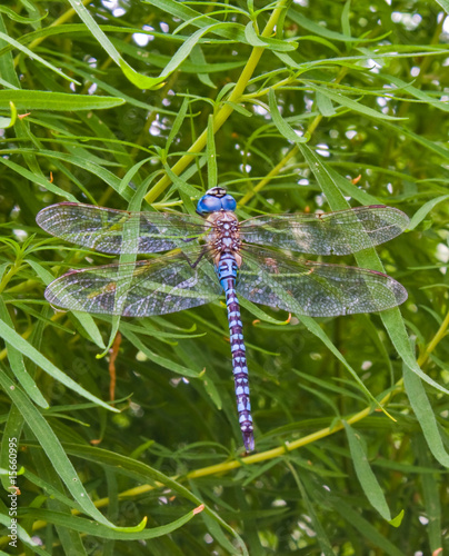 Having a rest old dragonfly photo
