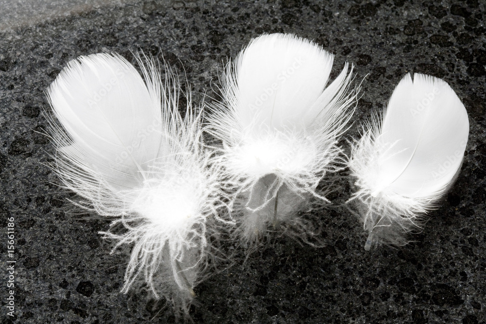 Obraz premium 羽