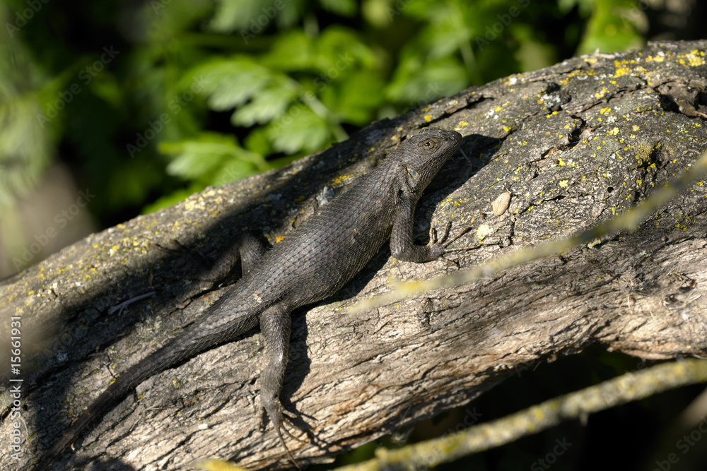 sceloporus occidentalis, western fence lizard sceloporus occidentalis, western fence lizard