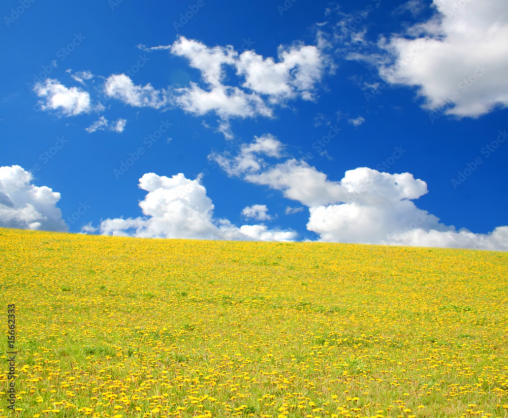 meadow meadow
