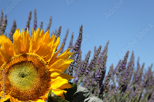 Fleur de tournesol