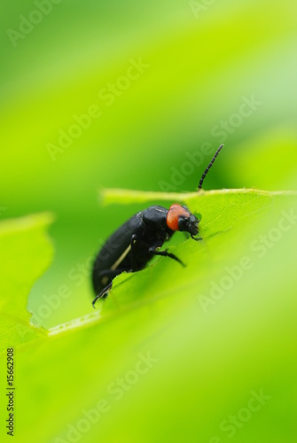 Wallpaper Mural 蛍の食事 Torontodigital.ca