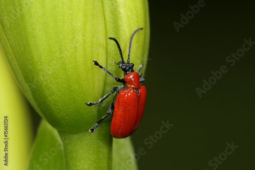 scarlet lily, lilioceris lilii photo