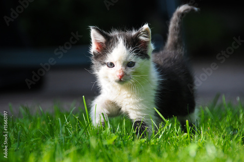 Katzenbaby schleicht durchs Gras