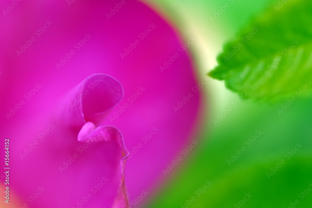 Fototapeta premium Rose flower petal