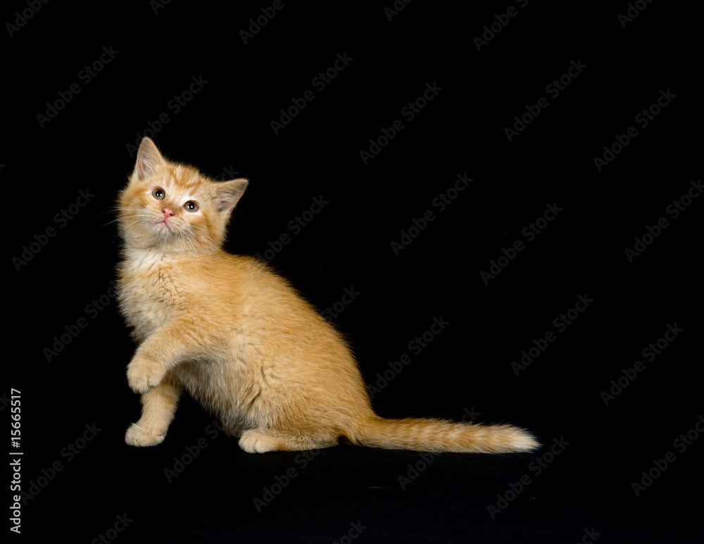Yellow kitten playing on black background