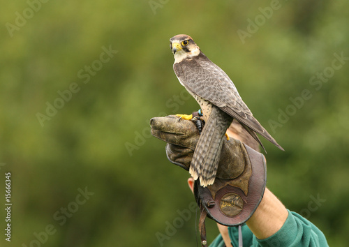 Peregrine Falcon preparing for flight