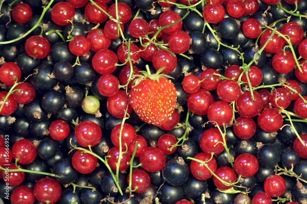 Strawberry on a currents pile Strawberry on a currents pile