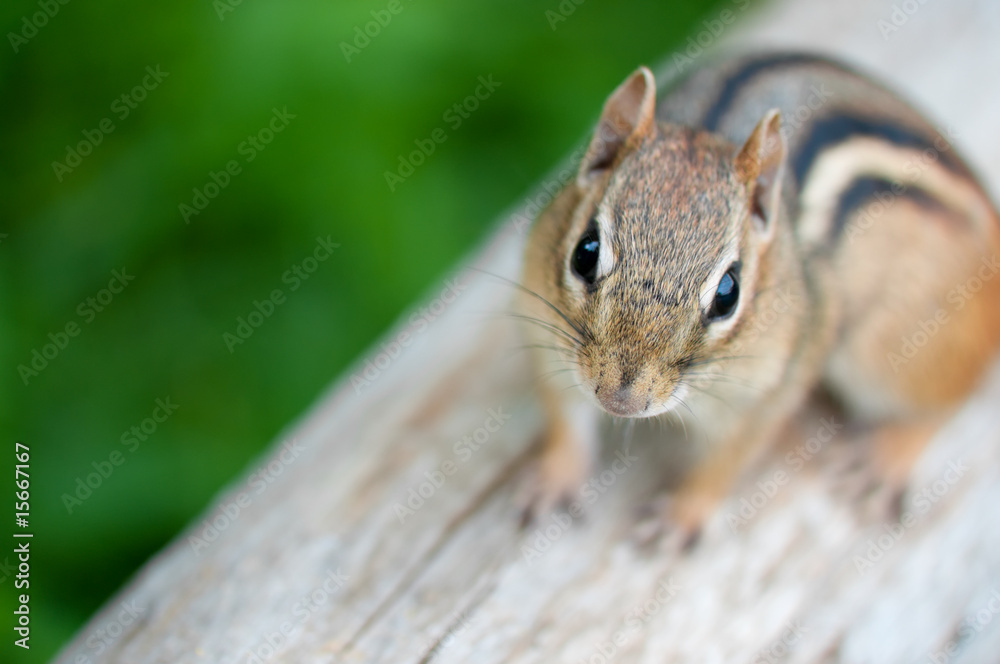 Friendly chipmunk