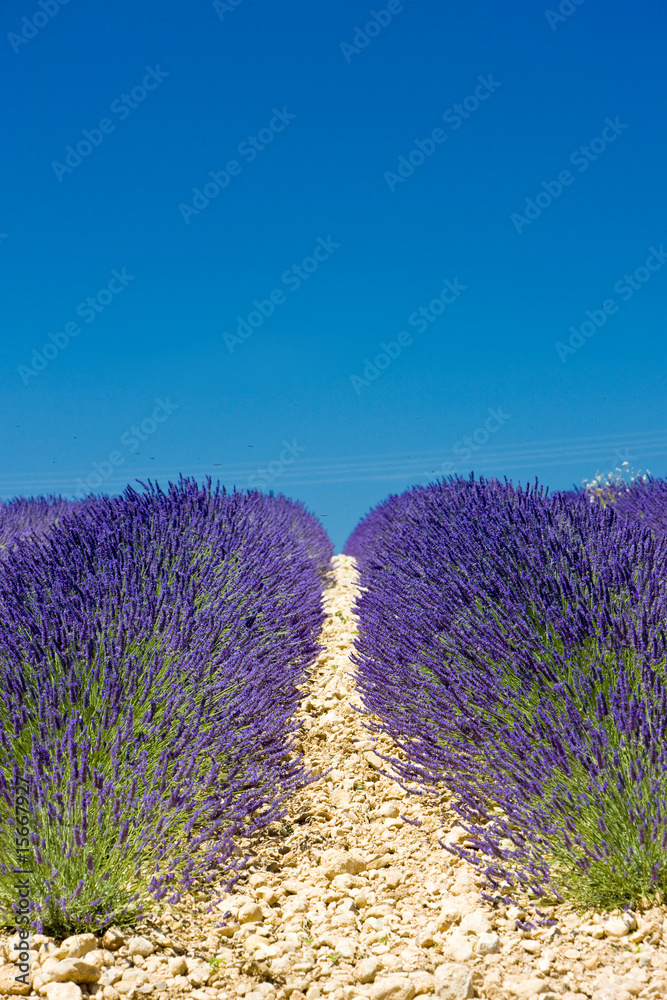 Fototapeta premium lavender field, Plateau de Valensole, Provence, France