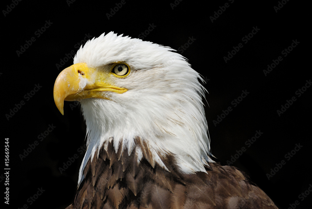 Eagle Eagle