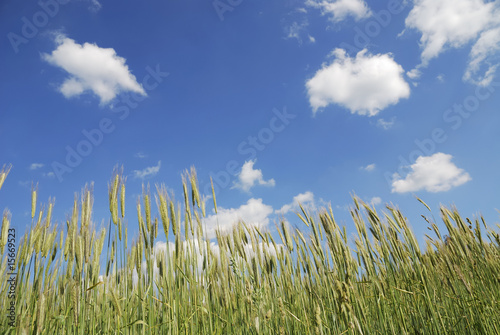 Corn field