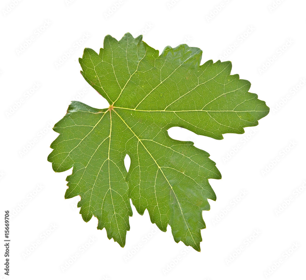 Grapevine leaf isolated on white background Grapevine leaf isolated on white background
