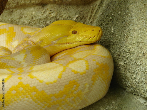 boa