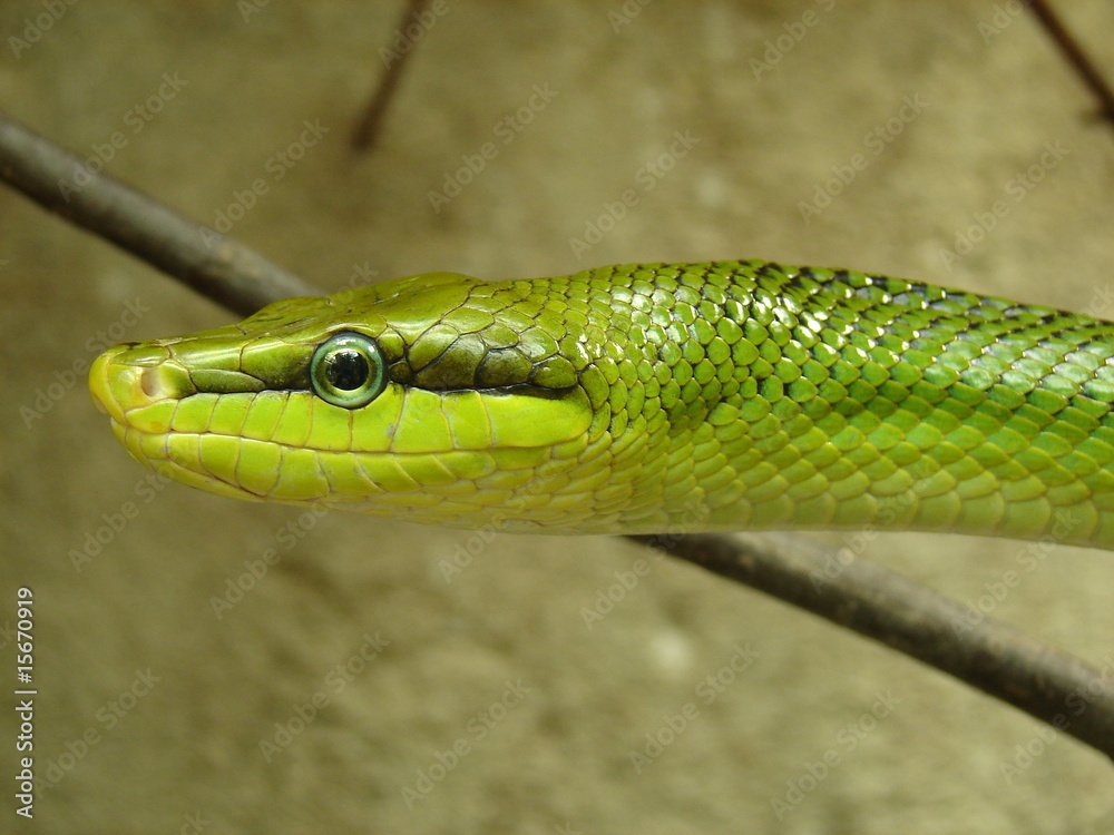 serpent serpent