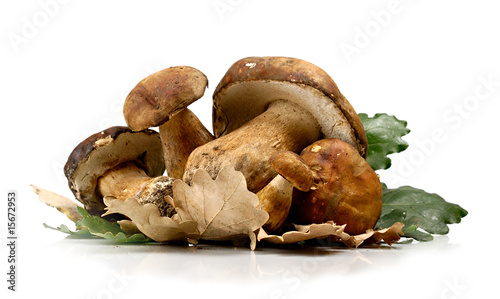 Funghi Porcini photo