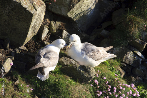 Eissturmvogel-Paae photo