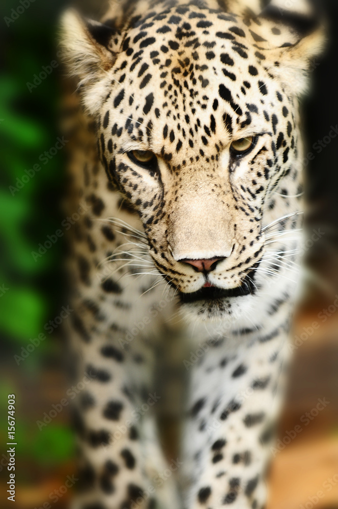 Fototapeta premium leopard