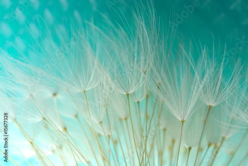 Fototapeta nasiona mniszka lekarskiego na niebieskim tle