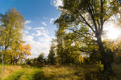 Fototapeta Naklejka Na Ścianę i Meble -  Autumn woods