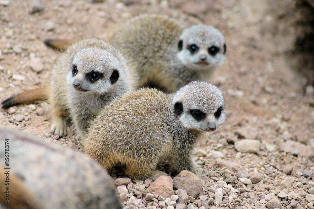 Fototapeta premium meercat