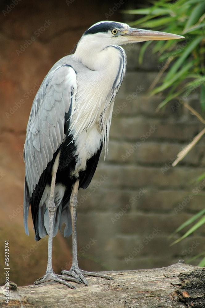 Obraz premium heron