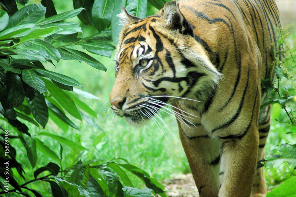 Fototapeta premium Tygrys