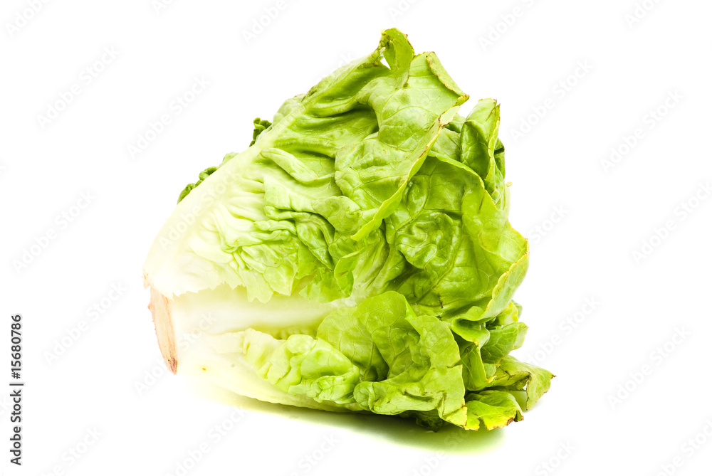 lettuce isolated lettuce isolated