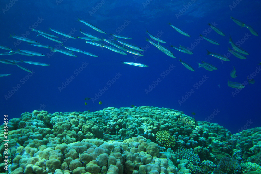 Fototapeta premium Shoal of Yellowtail Barracuda swims over Coral Reef