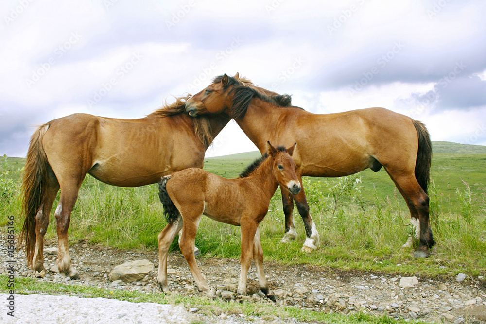 Obraz premium Horses family