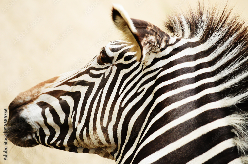Naklejka premium zebre