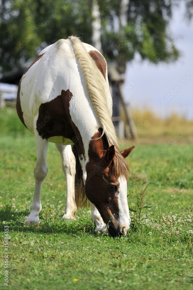 Obraz premium Ciężarna klacz na łące