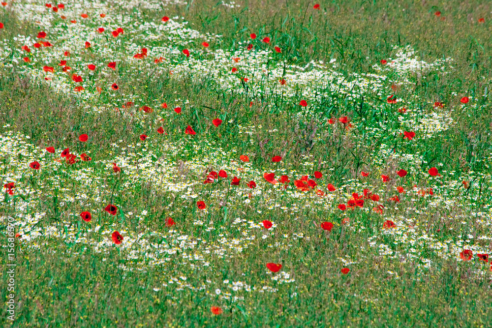 Summer meadow