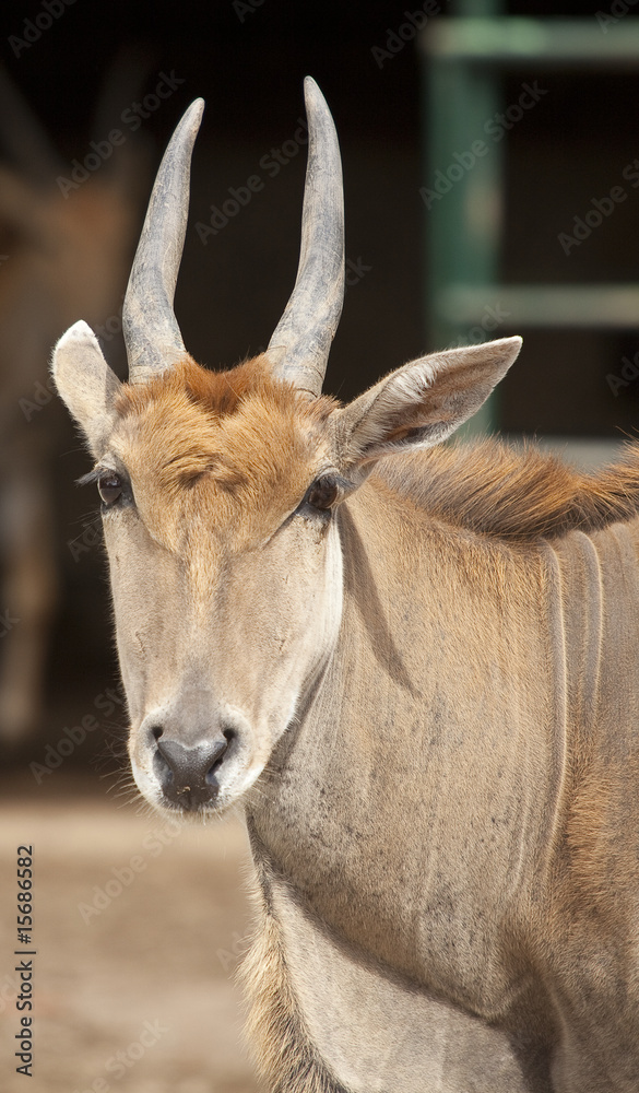 Antilope Antilope