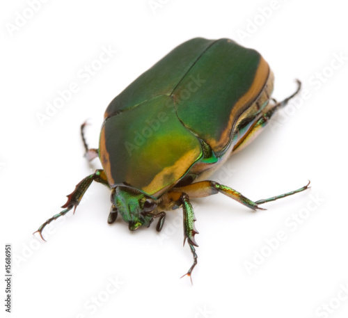Green June Beetle Cotinis nitida (Linnaeus)