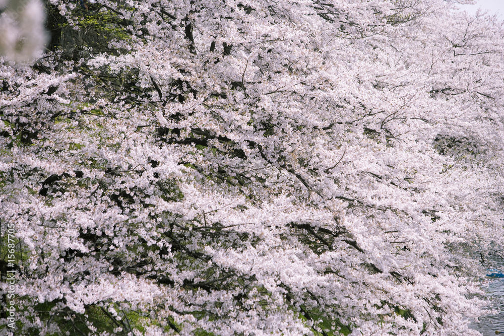 サクラ サクラ