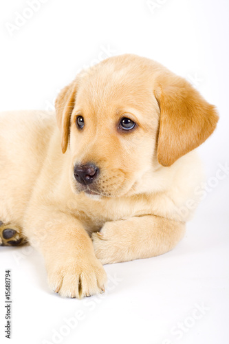 closeup of a labrador retriever puppy © Viorel Sima