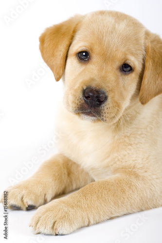 closeup of a labrador retriever puppy