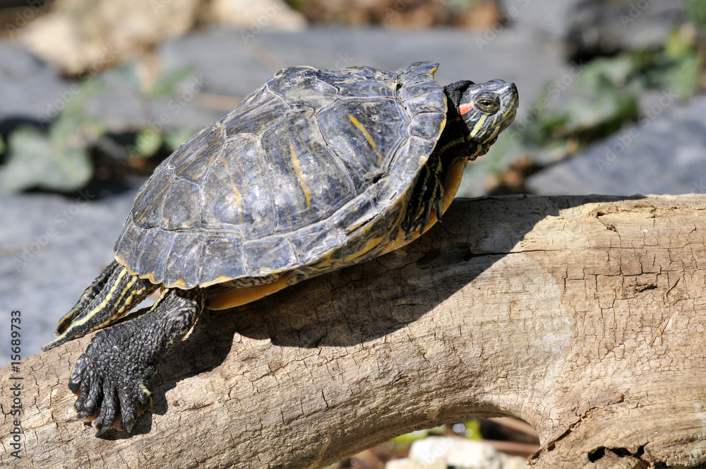 Fototapeta premium Tortue de Floride sur une branche