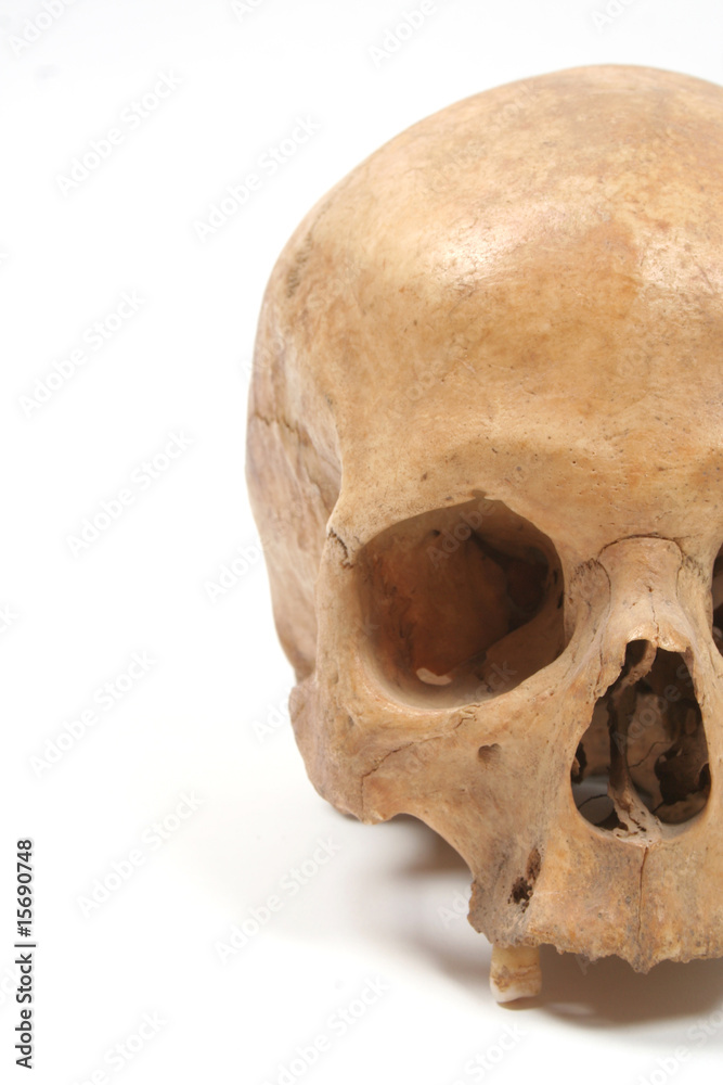 Fototapeta premium Skull isolated