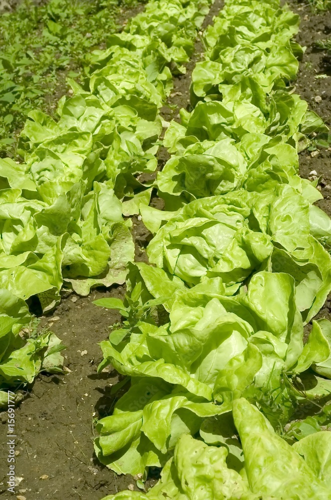 salade bio salade bio