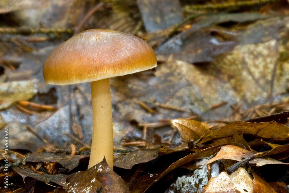 Fungi, mushrooms in a forest Fungi, mushrooms in a forest
